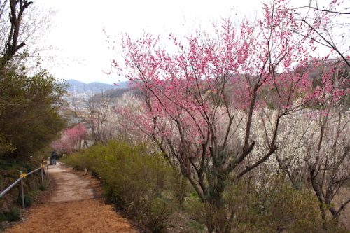 福島県福島市花見山公園の情報2017年3月31日 IMG_7860