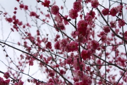 福島県福島市花見山公園の情報2017年3月31日 IMG_7861