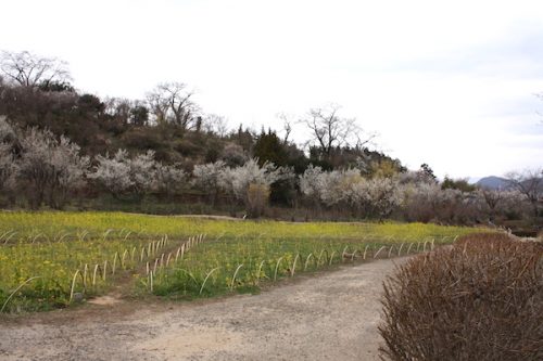 福島県福島市花見山公園の情報2017年3月31日 IMG_7869