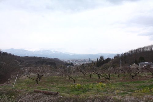 福島県福島市花見山公園の情報2017年3月31日 IMG_7878