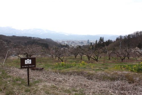 福島県福島市花見山公園の情報2017年3月31日 IMG_7884