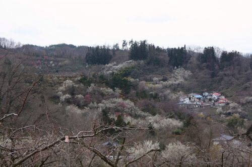 福島県福島市花見山公園の情報2017年3月31日 IMG_7902