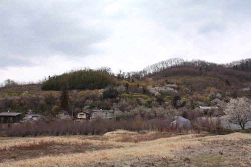 福島県福島市花見山公園の情報2017年3月31日 IMG_7905