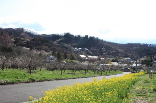 福島県福島市花見山公園の情報2017年4月7日花の谷コース