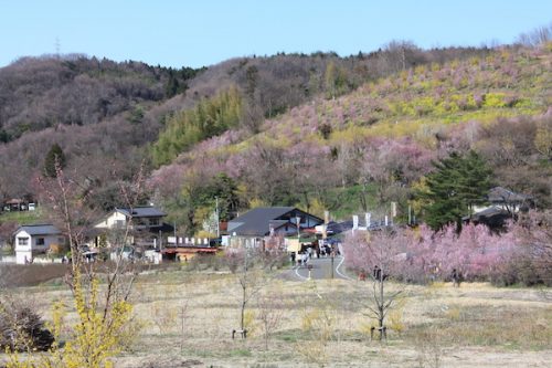 福島県福島市花見山公園の情報2017年4月7日 IMG_7959