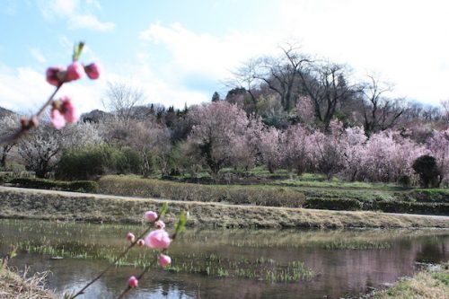 福島県福島市花見山公園の情報2017年4月7日 IMG_7962