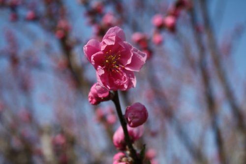 福島県福島市花見山公園の情報2017年4月7日 IMG_7966