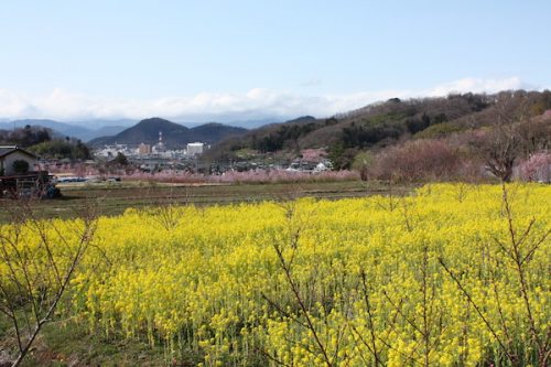 福島県福島市花見山公園の情報2017年4月7日 IMG_7967