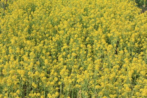 福島県福島市花見山公園の情報2017年4月7日 IMG_7970