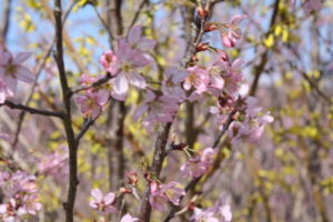 福島県福島市花見山公園の情報2017年4月7日 IMG_7973