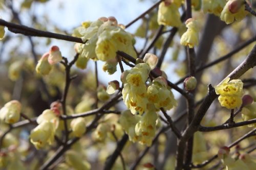 福島県福島市花見山公園の情報2017年4月7日 IMG_7974