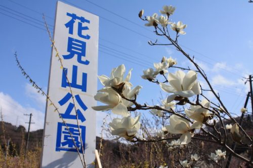 福島県福島市花見山公園の情報2017年4月7日 IMG_7976