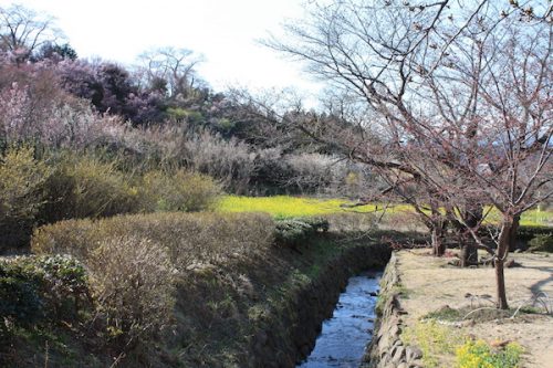 福島県福島市花見山公園の情報2017年4月7日 IMG_7977