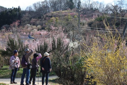 福島県福島市花見山公園の情報2017年4月7日 IMG_7978