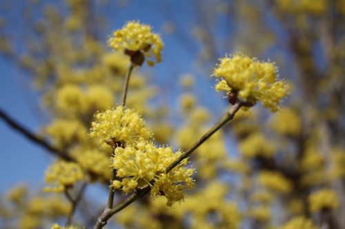 福島県福島市花見山公園の情報2017年4月7日 IMG_7984