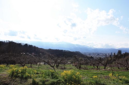 福島県福島市花見山公園の情報2017年4月7日 IMG_7989