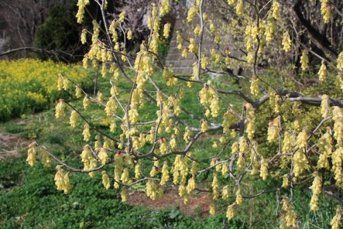 福島県福島市花見山公園の情報2017年4月7日 IMG_7990