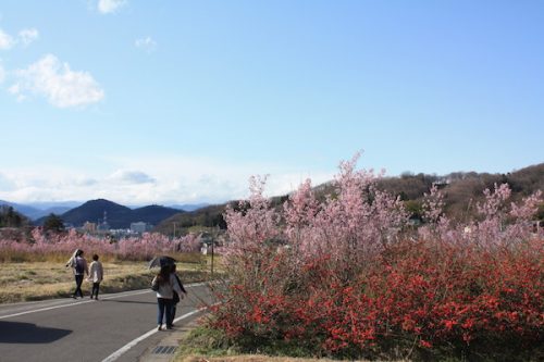 福島県福島市花見山公園の情報2017年4月7日 IMG_7992