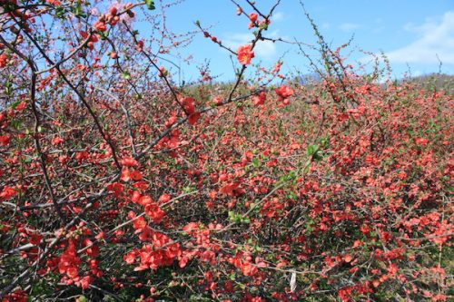 福島県福島市花見山公園の情報2017年4月7日 IMG_7995