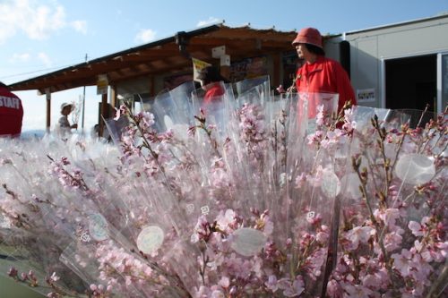 福島県福島市花見山公園の情報2017年4月7日 IMG_8000