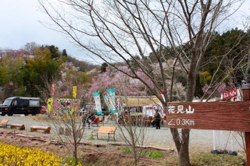 福島県福島市 花見山公園の情報2017年4月13日 IMG_8006