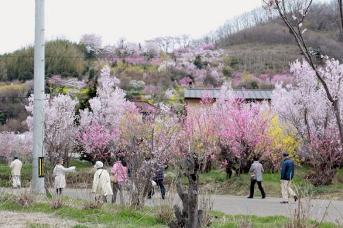 福島県福島市 花見山公園の情報2017年4月13日 IMG_8009