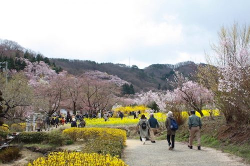 福島県福島市 花見山公園の情報2017年4月13日 IMG_8010