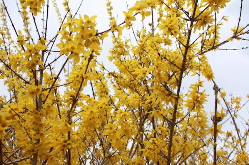 福島県福島市 花見山公園の情報2017年4月13日 IMG_8024