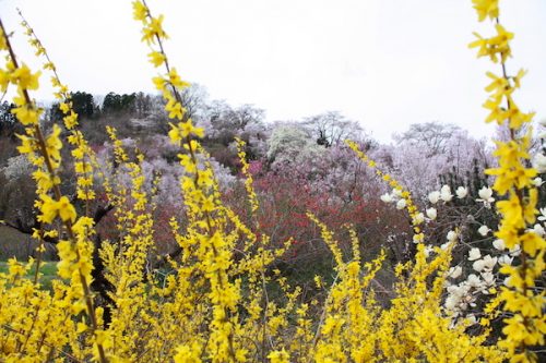 福島県福島市 花見山公園の情報2017年4月13日 IMG_8027