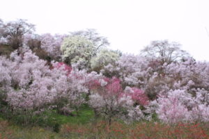 福島県福島市 花見山公園の情報2017年4月13日 IMG_8036