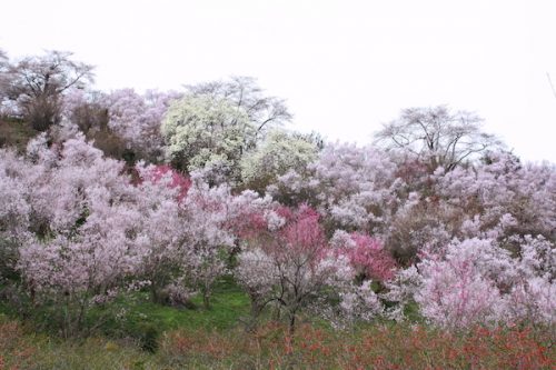 福島県福島市 花見山公園の情報2017年4月13日 IMG_8036