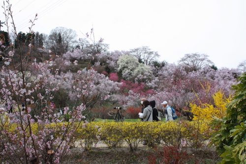 福島県福島市 花見山公園の情報2017年4月13日 IMG_8039