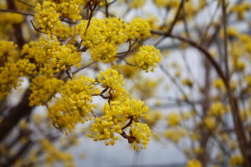 福島県福島市 花見山公園の情報2017年4月13日 IMG_8059