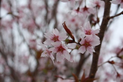 福島県福島市 花見山公園の情報2017年4月13日 IMG_8063