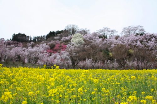 福島県福島市 花見山公園の情報2017年4月13日 IMG_8068