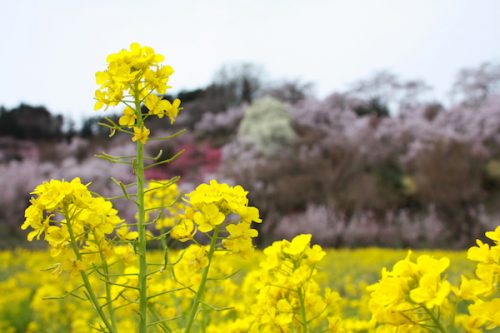 福島県福島市 花見山公園の情報2017年4月13日 IMG_8070