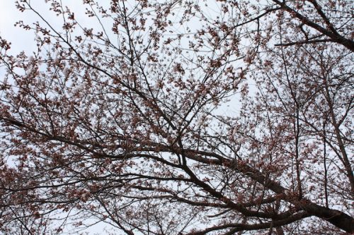 福島県福島市 花見山公園の情報2017年4月13日 IMG_8072