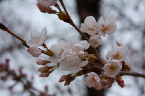 福島県福島市 花見山公園の情報2017年4月13日 IMG_8075