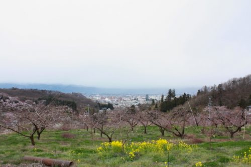 福島県福島市 花見山公園の情報2017年4月13日 IMG_8077