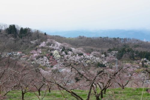 福島県福島市 花見山公園の情報2017年4月13日 IMG_8083