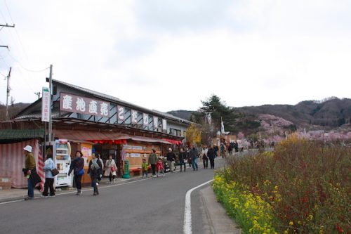 福島県福島市 花見山公園の情報2017年4月13日 IMG_8088