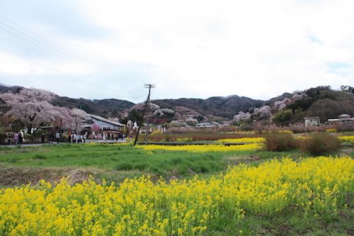 福島県福島市 花見山公園の情報2017年4月18日 IMG_8130