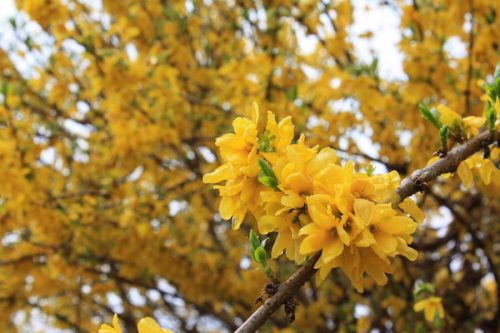 福島県福島市 花見山公園の情報2017年4月18日 IMG_8134