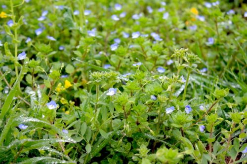 福島県福島市 花見山公園の情報2017年4月18日 IMG_8142