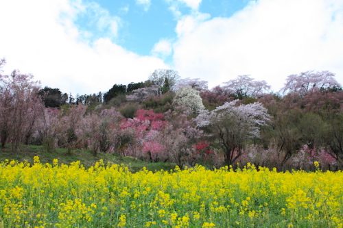 福島県福島市 花見山公園の情報2017年4月18日 IMG_8146