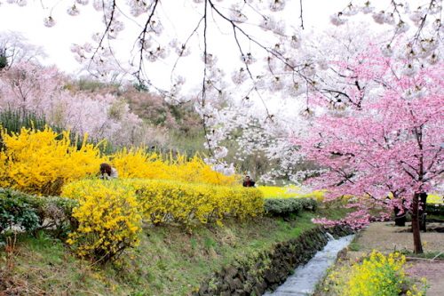 福島県福島市 花見山公園の情報2017年4月18日 IMG_8148