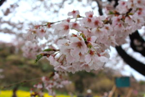 福島県福島市 花見山公園の情報2017年4月18日 IMG_8153