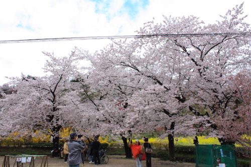 福島県福島市 花見山公園の情報2017年4月18日 IMG_8155