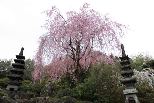 福島県福島市 花見山公園の情報2017年4月18日 IMG_8165