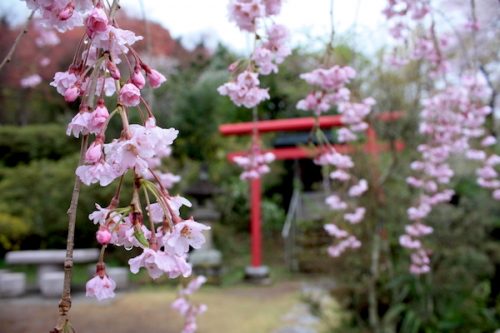 福島県福島市 花見山公園の情報2017年4月18日 IMG_8173